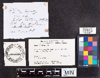 Stereum hirsutum image