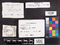 Stereum hirsutum image