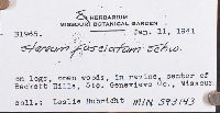 Stereum ostrea image