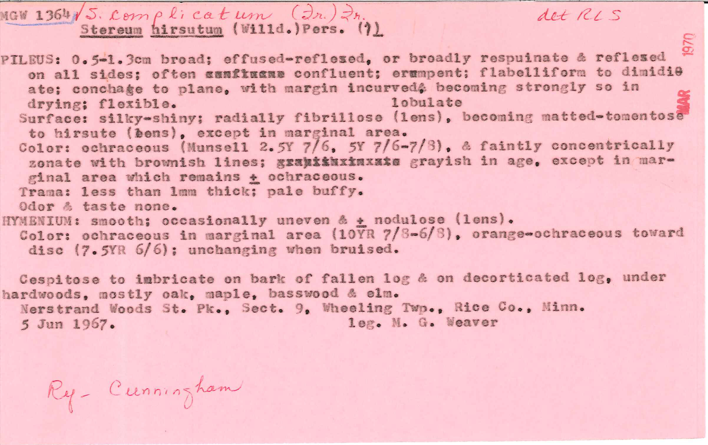 Stereum complicatum image