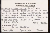 Stereum complicatum image