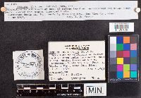 Stereum complicatum image