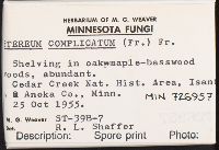 Stereum complicatum image