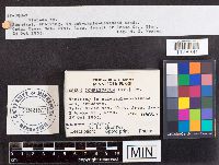 Stereum complicatum image