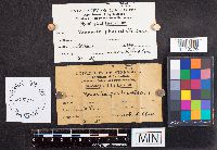 Amanita phalloides image