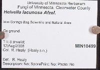 Helvella lacunosa image