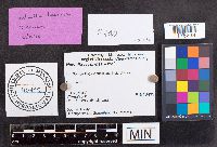 Helvella lacunosa image