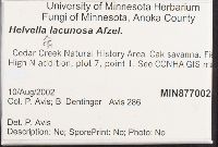 Helvella lacunosa image