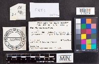 Helvella lacunosa image