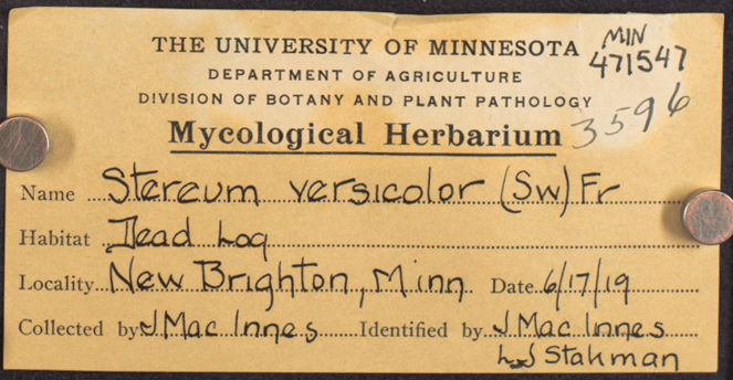 Stereum versicolor image