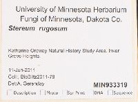 Stereum rugosum image