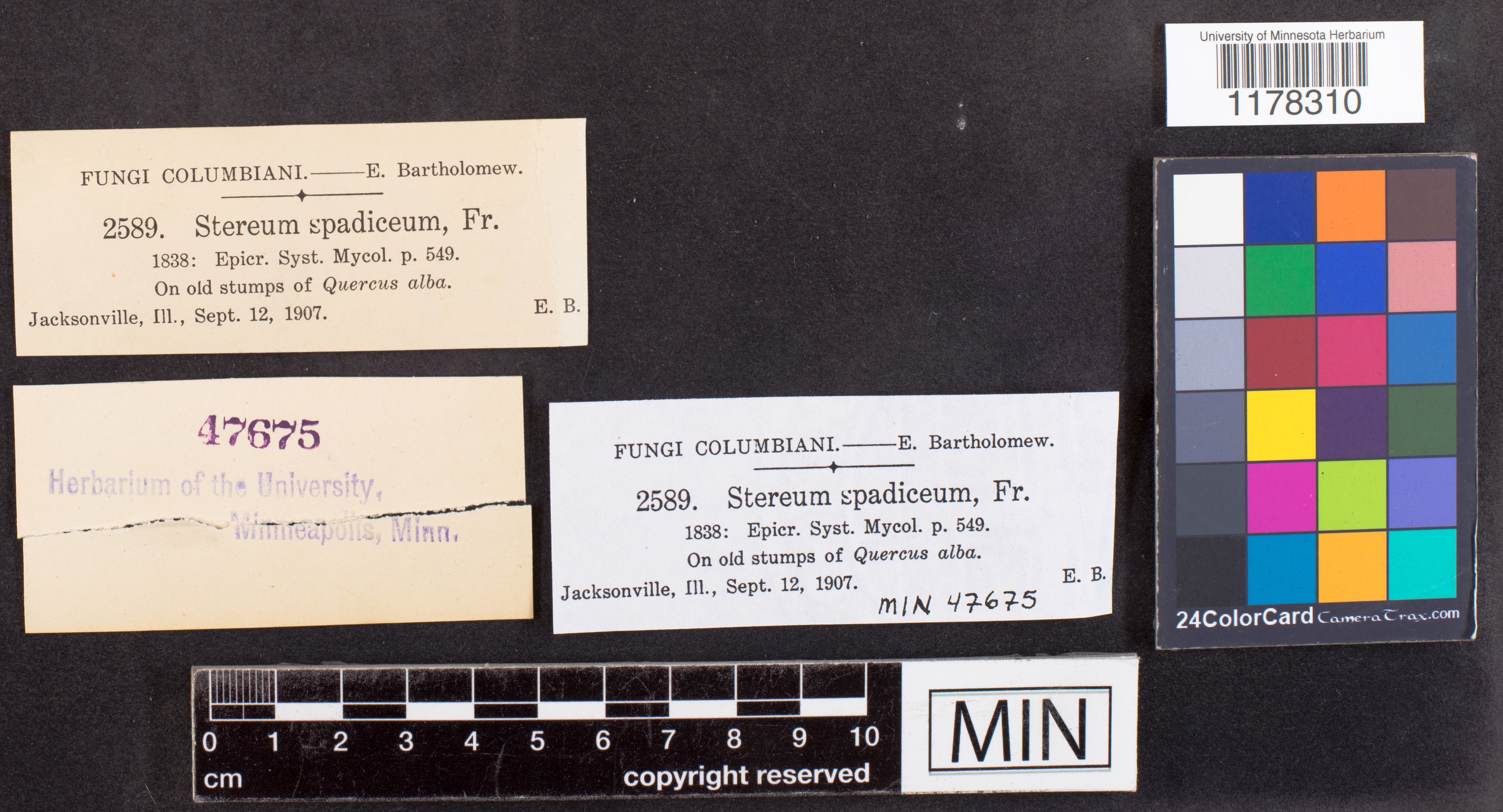 Stereum spadiceum image