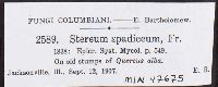 Stereum spadiceum image