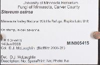 Stereum ostrea image