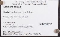 Stereum ostrea image