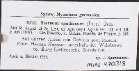 Stereum spadiceum image