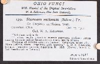 Stereum striatum image