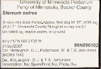 Stereum ostrea image