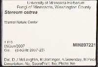 Stereum ostrea image