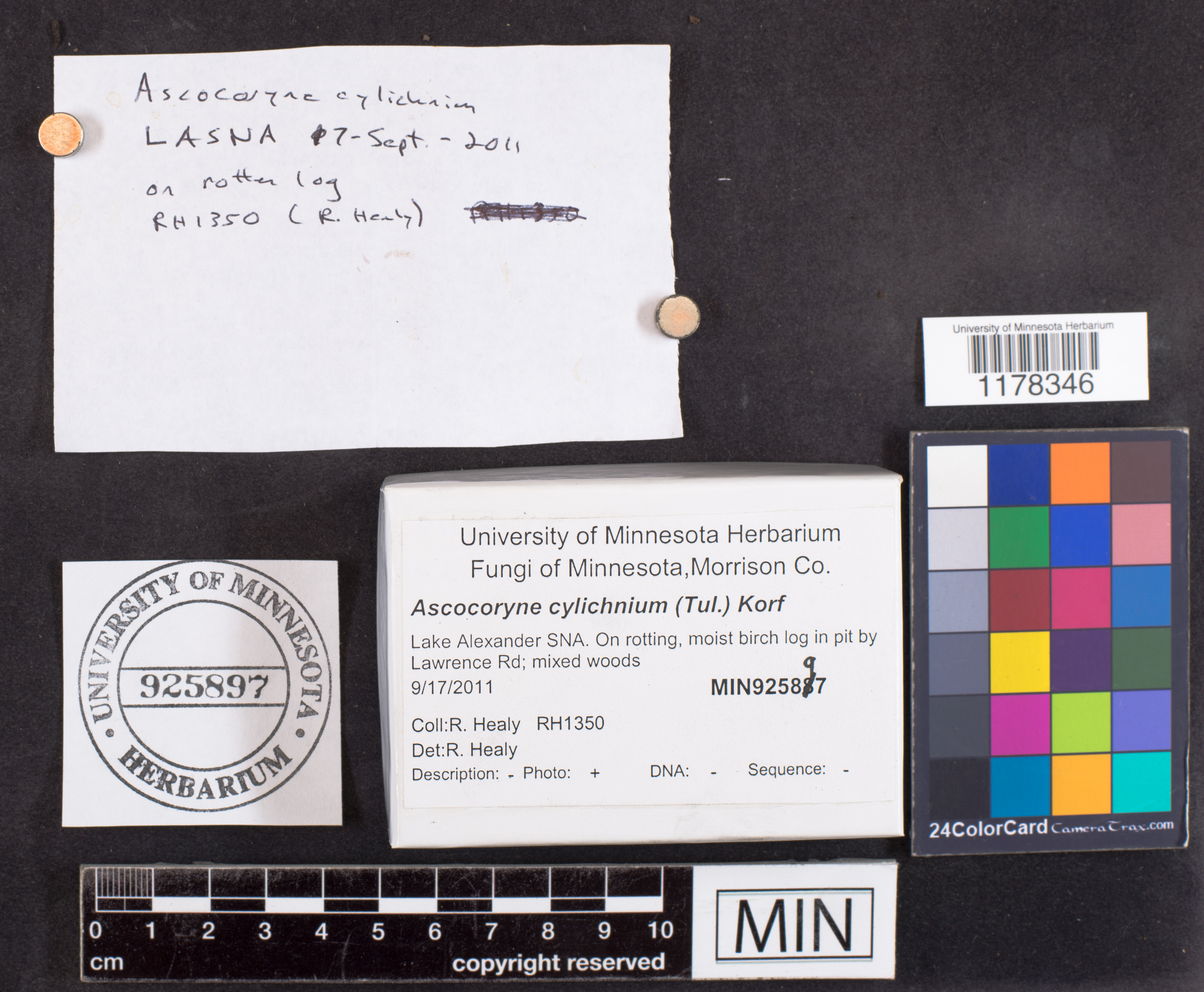 Ascocoryne cylichnium image