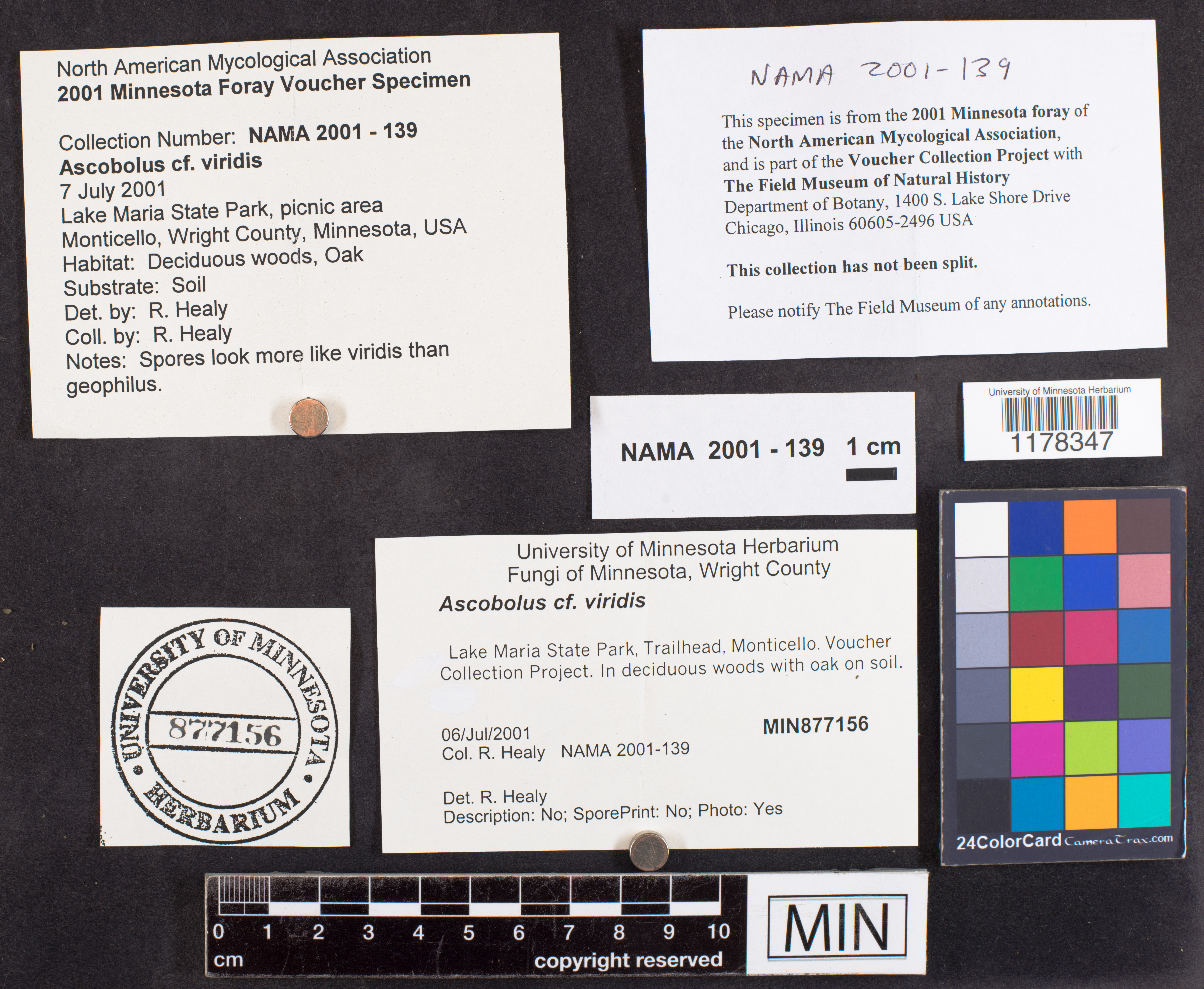 Ascobolus viridis image