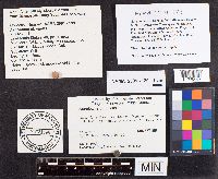 Media resource of Ascobolus viridis