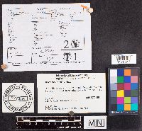 Ascobolus viridis image