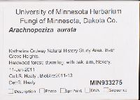 Arachnopeziza aurata image