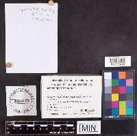 Arachnopeziza aurata image