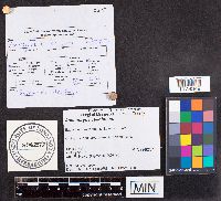 Ascocoryne cylichnium image