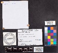 Ascocoryne cylichnium image