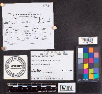 Ascobolus viridis image