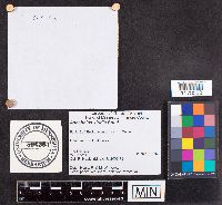 Ascobolus viridis image