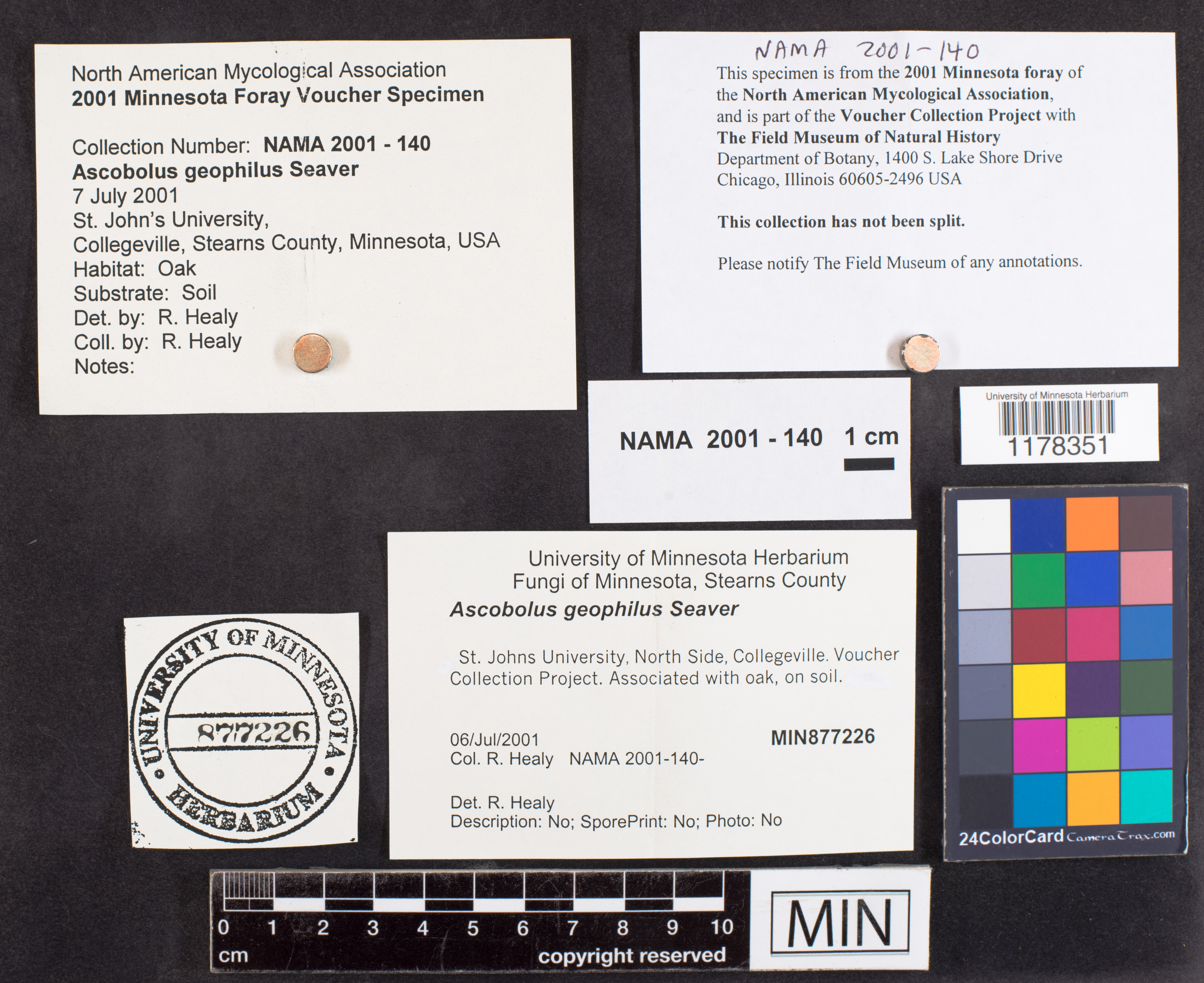 Ascobolus geophilus image