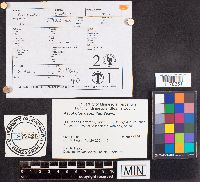 Ascobolus geophilus image