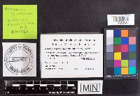 Ascocoryne cylichnium image