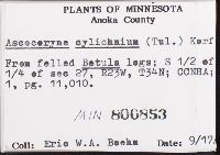 Ascocoryne cylichnium image