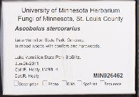 Ascobolus stercorarius image