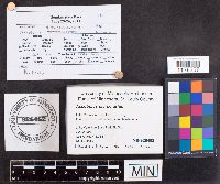 Media resource of Ascobolus stercorarius