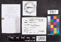 Ascobolus stercorarius image