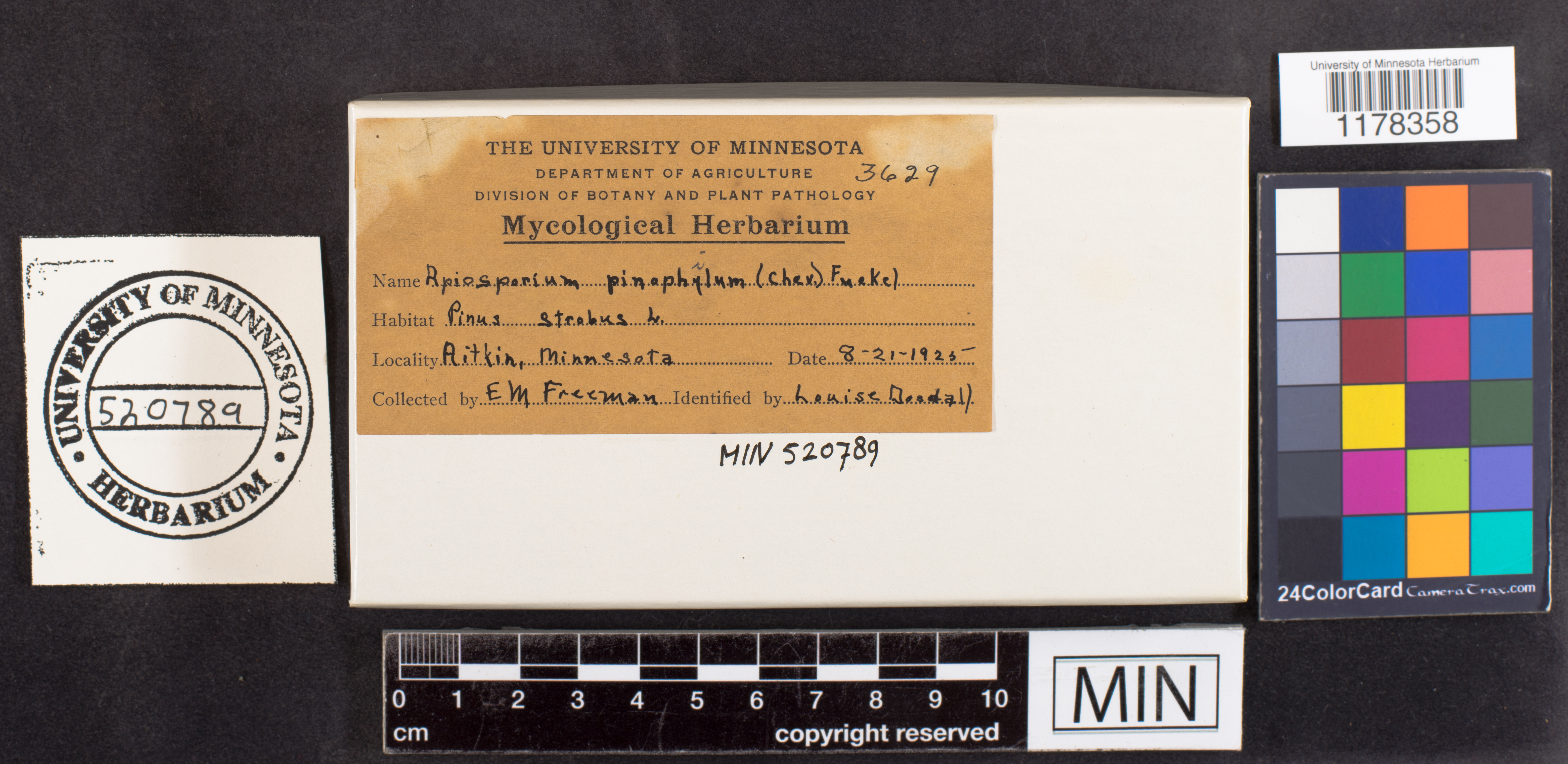 Apiosporium pinophilum image