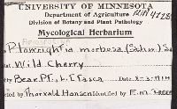 Apiosporina morbosa image