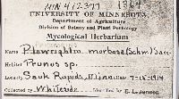 Apiosporina morbosa image
