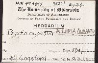 Aleuria aurantia image