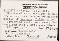 Aleuria aurantia image