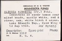 Aleuria aurantia image