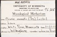 Aleuria aurantia image