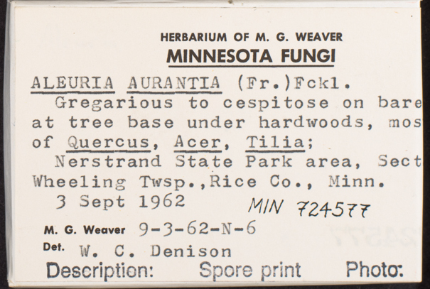 Aleuria aurantia image