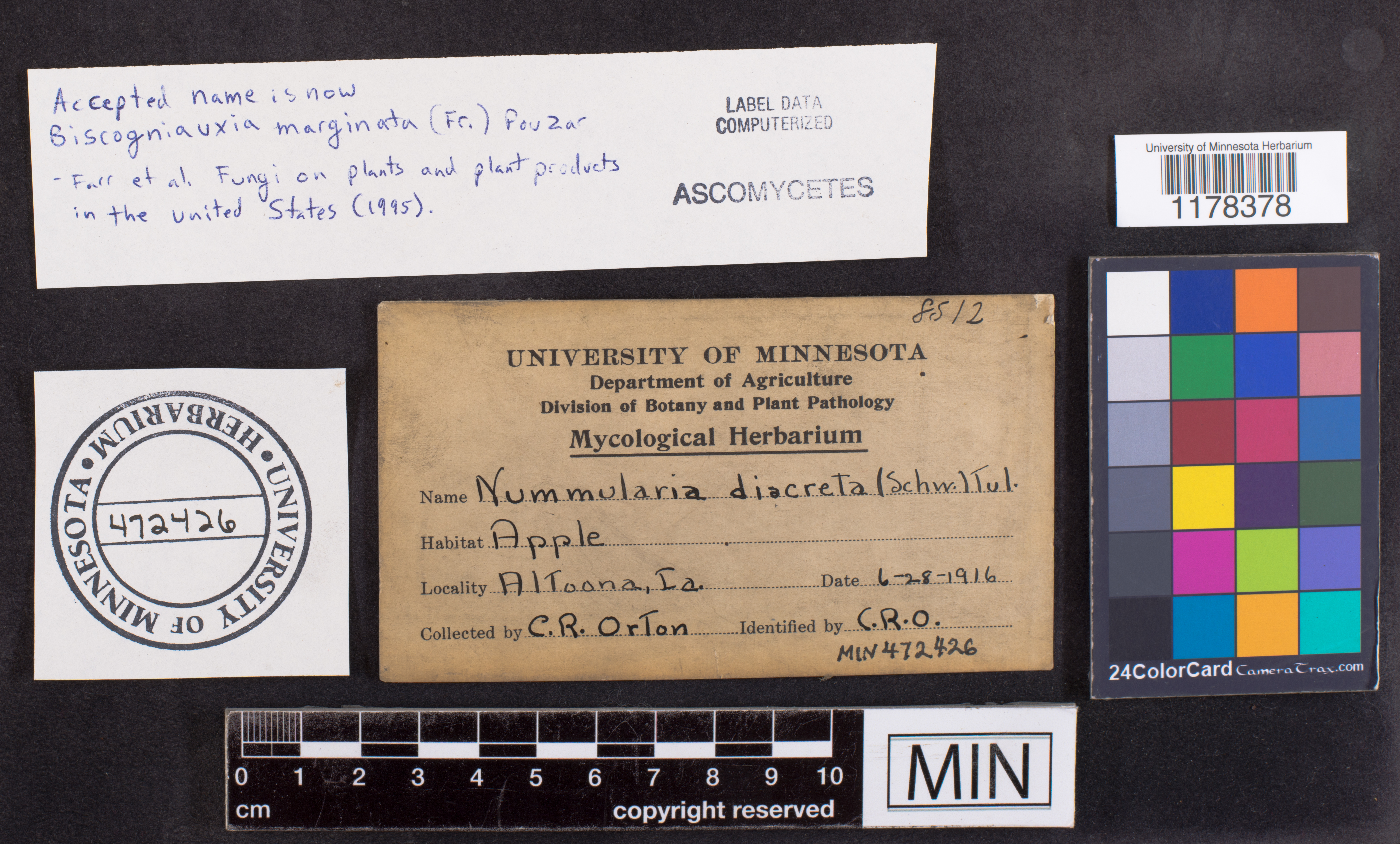 Biscogniauxia marginata image