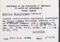 Buellia disciformis image